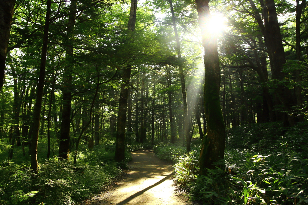 この道を行こう