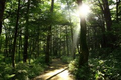 この道を行こう