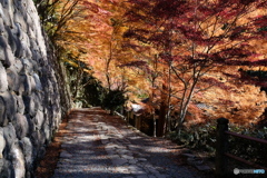 秋のさんぽ道