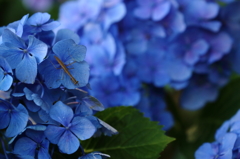 アジサイと赤ちゃん