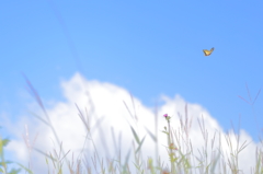 夏空に咲いた花