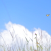 夏空に咲いた花