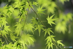 5月色