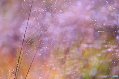 幻惑