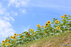 夏まっしぐら