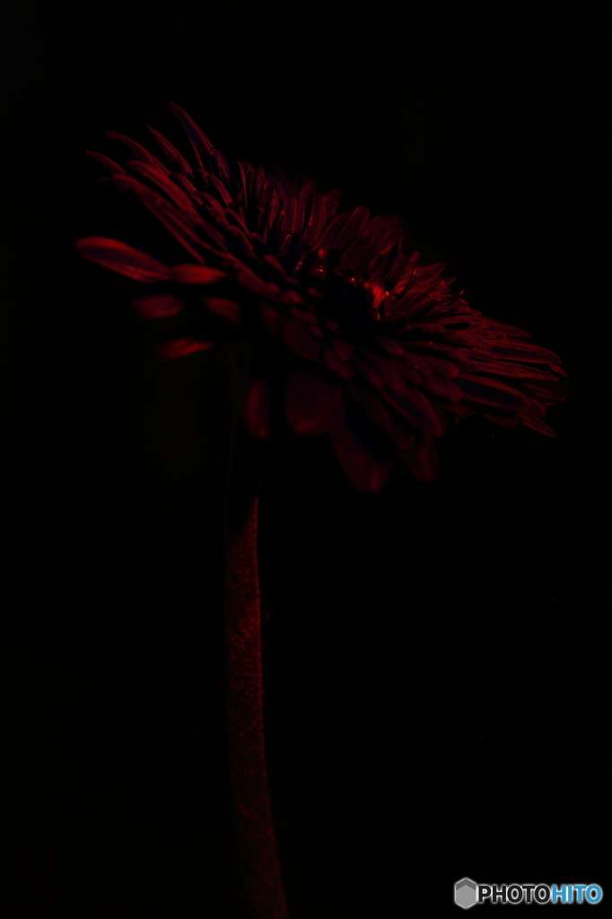 朽ちぬ