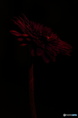 朽ちぬ 朽ちぬ