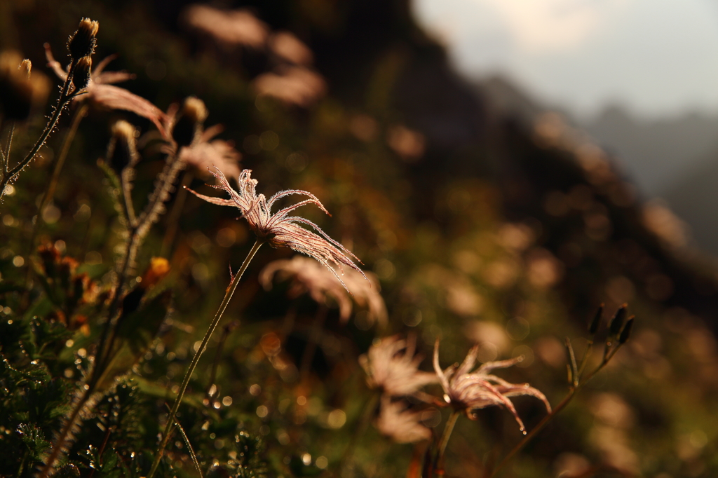 朝日を浴びるチングルマ