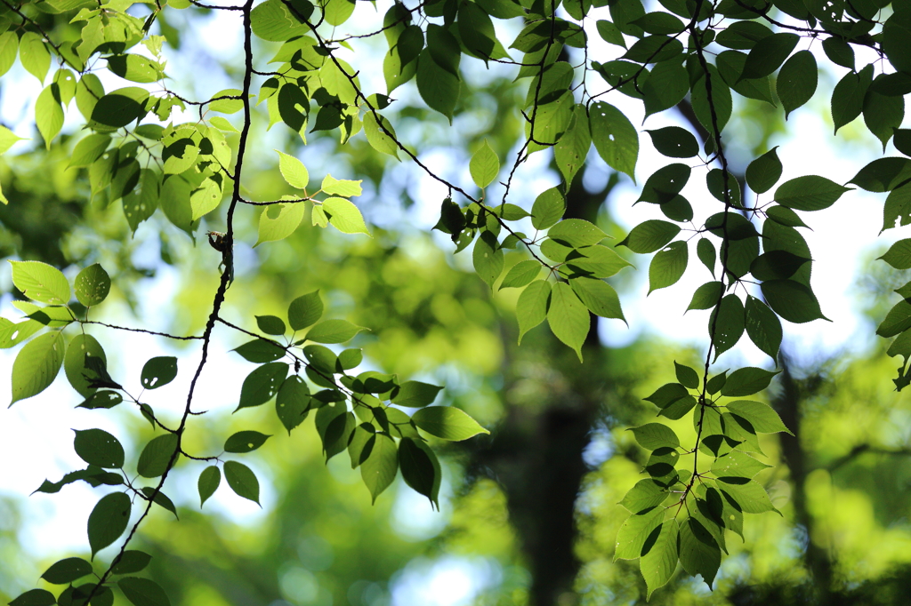 新緑にみせられる
