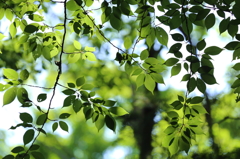 新緑にみせられる