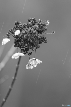 冷雨