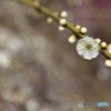 春の雪