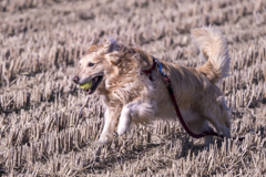 The Running Golden Retriever③