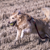 The Running Golden Retriever③