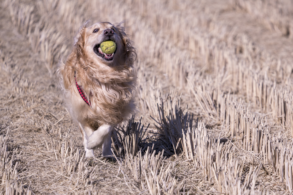 The Running Golden Retriever⑥