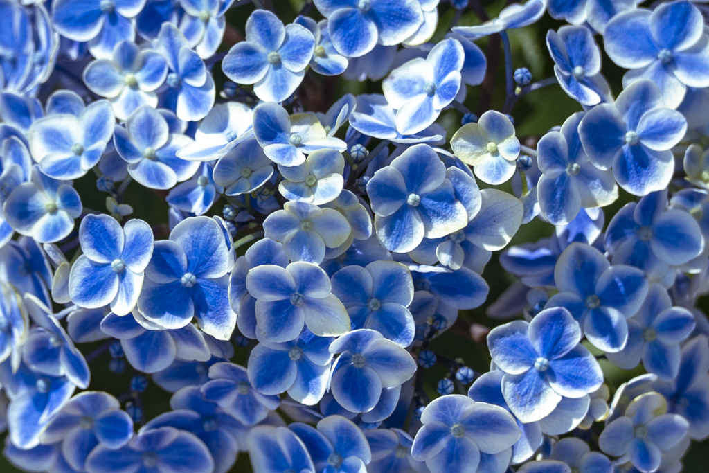 『紫陽花繚乱』
