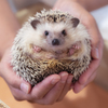 ハリネズミ③