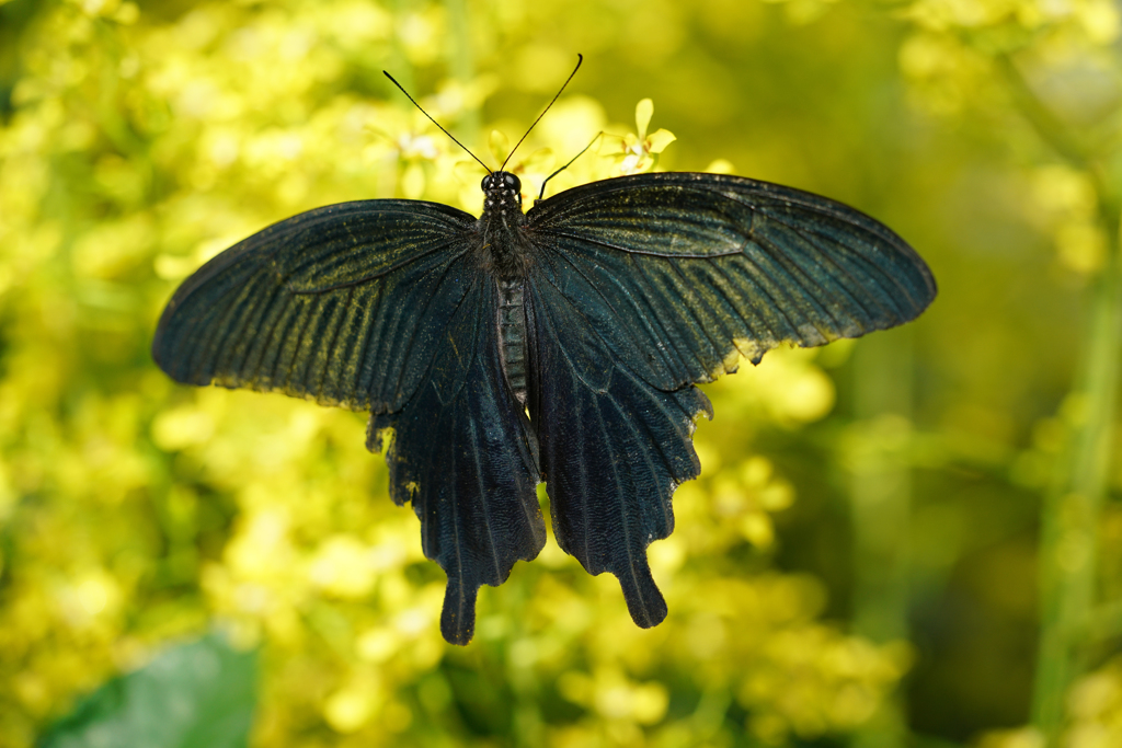 Black Butterfly