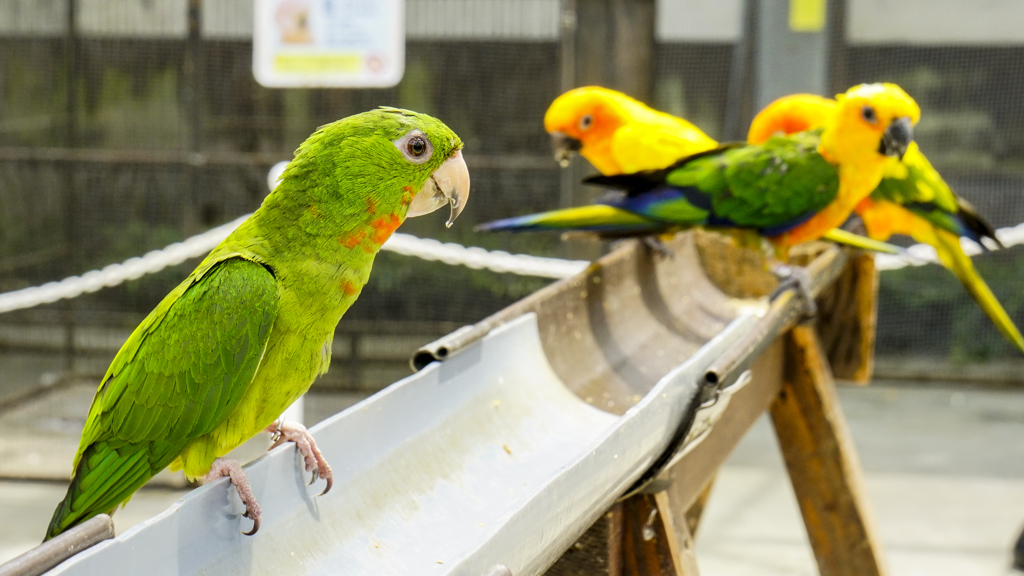 異端…それは鳥の世界でも敬遠されるのか？