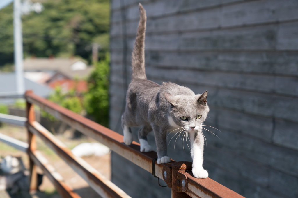 「CAT WALK」