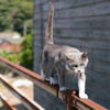 「CAT WALK」