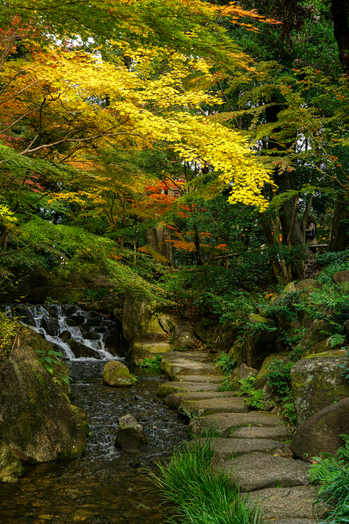 珍種な楓