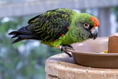 ズアカハネナガインコ