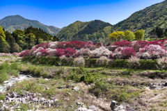 花桃の里