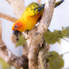 コガネメキシコインコ
