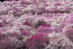 花咲じじいの本気
