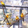 コガネメキシコインコ