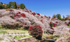 『四季桜と紅葉の饗宴』