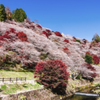 『四季桜と紅葉の饗宴』