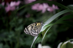 Lightning Butterfly