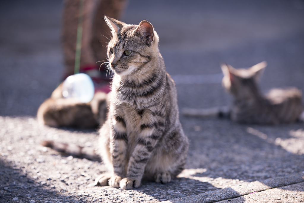 相島の猫㉖