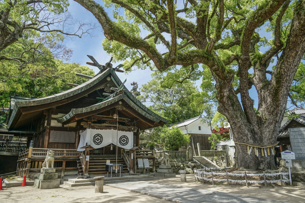 艮神社とクスノキ