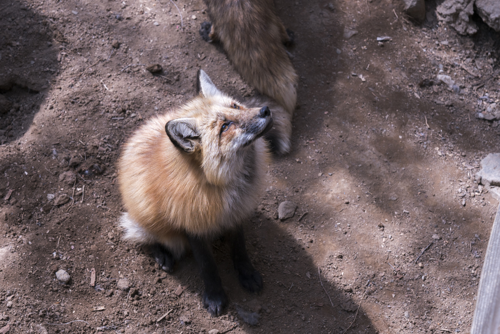 蔵王キツネ村⑪