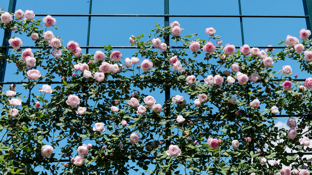 青空と薔薇