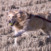 The Running Golden Retriever④