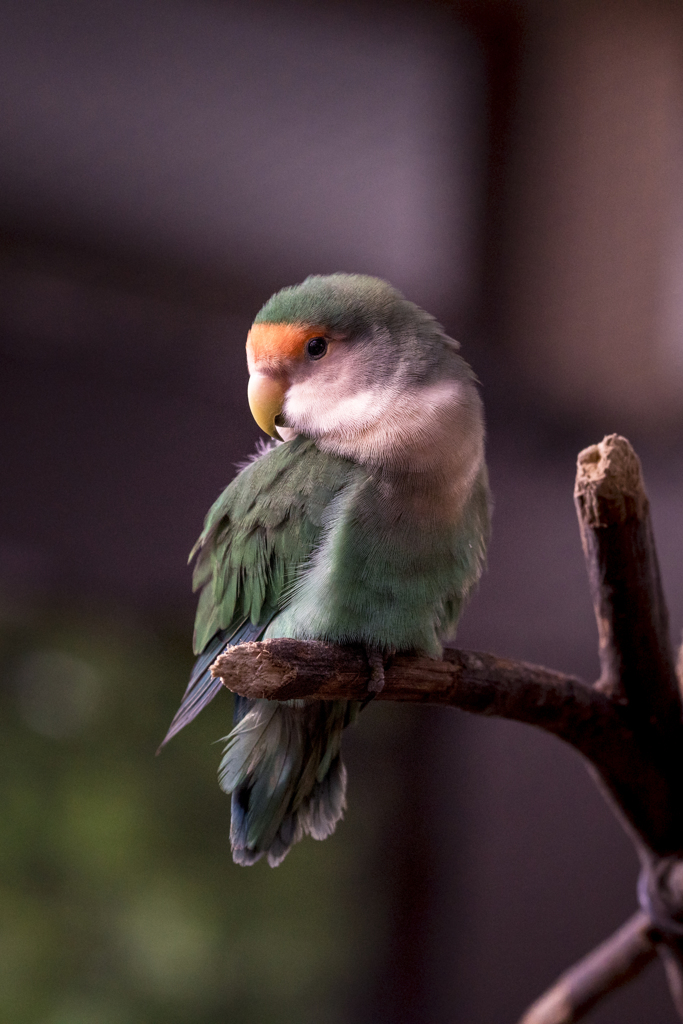 コザクラインコ