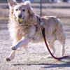 The Running Golden Retriever⑦