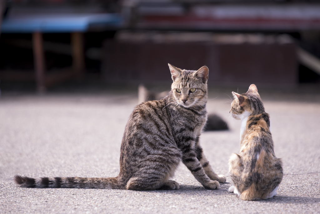 相島の猫②