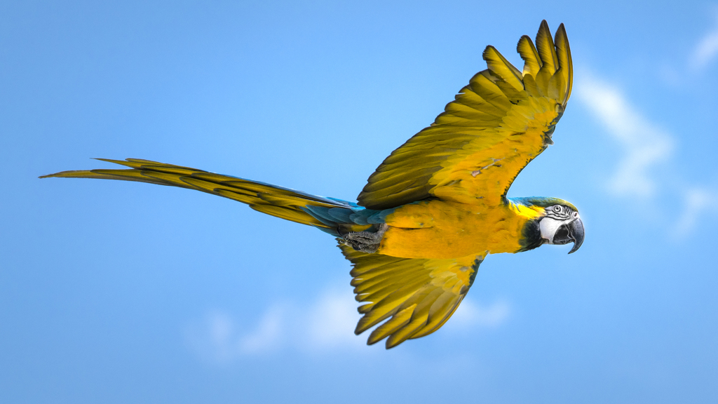 ルリコンゴウインコ⑤
