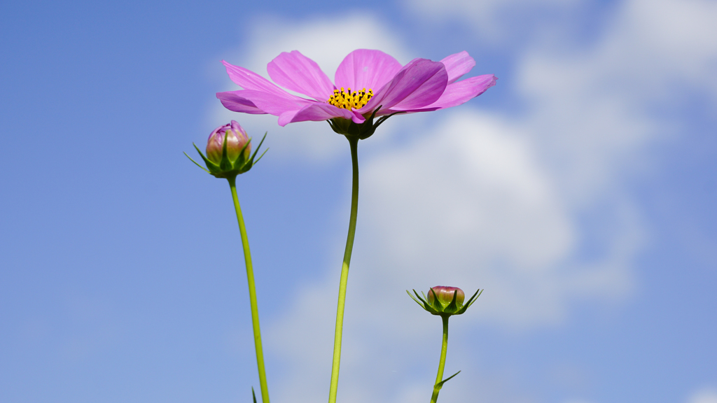 人生の“開花”時期は人それぞれです