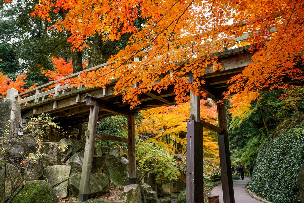紅葉の架け橋