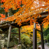 紅葉の架け橋