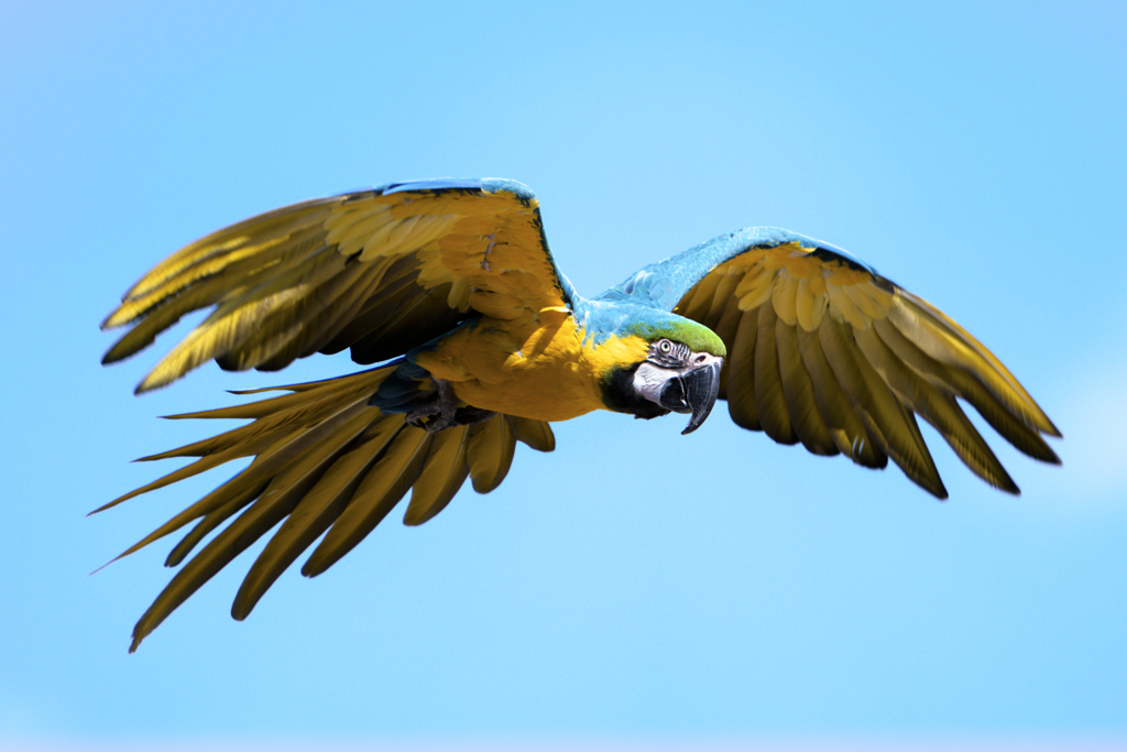 ルリコンゴウインコ④