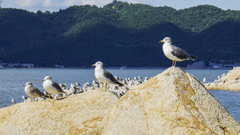 犬島 カモメ群