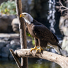 ハクトウワシ