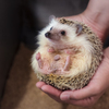 ハリネズミ②